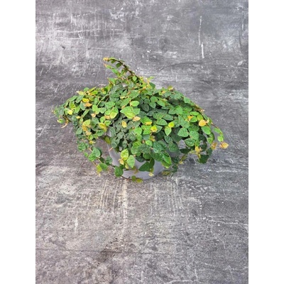 Ficus pumila minima 12 cm (Fíkovník šplhavý)