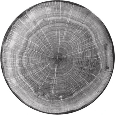 RAK Porcelain Woodart tanier plytký coupe 24 cm sivá WDNNPR24BG-12