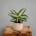 Aglaonema Silver Blue