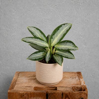 Aglaonema Silver Blue