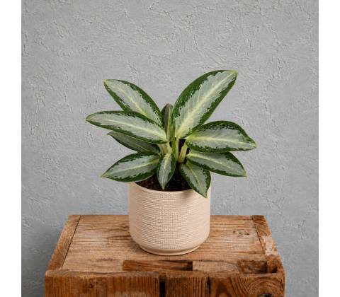 Aglaonema Silver Blue