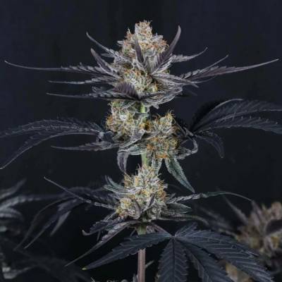 Fast Buds Guava Runtz Auto semena neobsahují THC 1 ks
