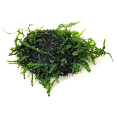 Taxiphyllum barbieri - Java Moss na kokosové korunce