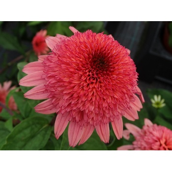 Echinacea purpurová Raspberry Truffle