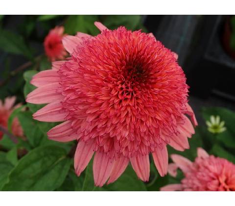 Echinacea purpurová Raspberry Truffle