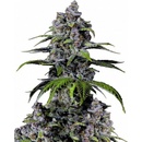 Fast Buds Purple Lemonade FF semena neobsahují THC 10 ks