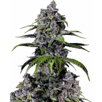 Fast Buds Purple Lemonade FF semena neobsahují THC 10 ks