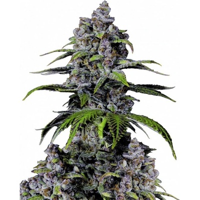 Fastbuds Purple Lemonade FF semienka neobsahujú THC 100 ks