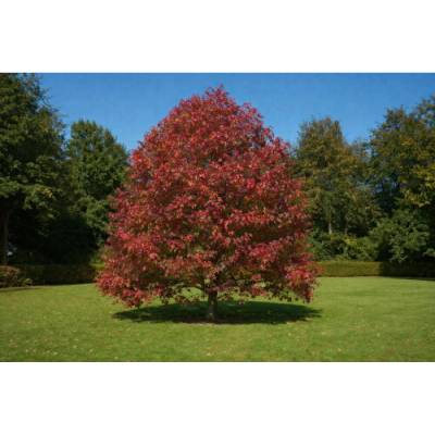 Ambrovník styraxový (Liquidambar styraciflua) - výška 200-220 cm, kont. C10L