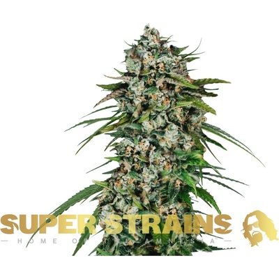 Super Strains CBD Saga semienka neobsahujú THC 1 ks