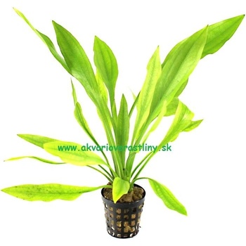 Echinodorus amazonicus