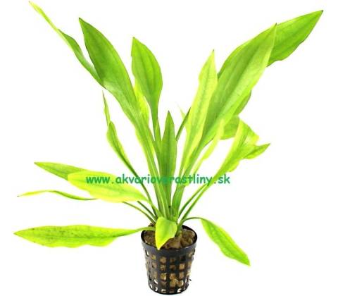 Echinodorus amazonicus