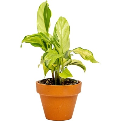 Gardners Calathea White Miracle, průměr 6 cm Kalatea