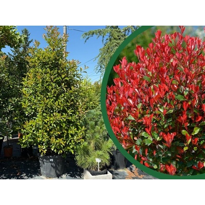 Červienka fraserová Red Robin, Ihlan 220-250cm, kont. 110 l