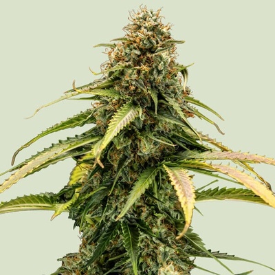 Royal Queen Seeds Epsilon F1 Auto semienka neobsahujú THC 25 ks