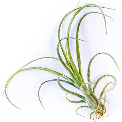 Gardners Tillandsia Curly Slim Tillandsie, kykatka