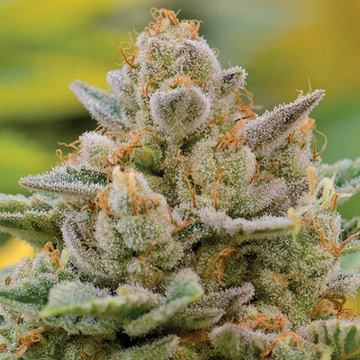 Anesia Seeds Big Bazooka Auto semienka neobsahujú THC 10 ks
