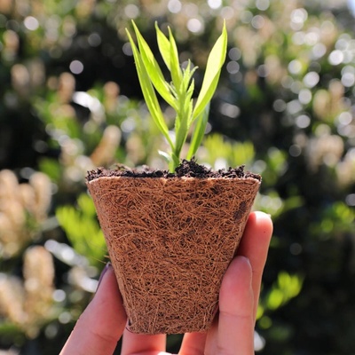 Videx Garden Videx Garden Kvetináč z kokosového vlákna Ø 6 cm, 6 ks