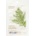 MIXSOON - Daily Mask Pack Sheet - WEDNESDAY CALMING