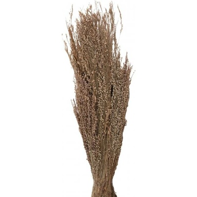 Sušené květy béžové 55 cm (100 gr) – 60 cm