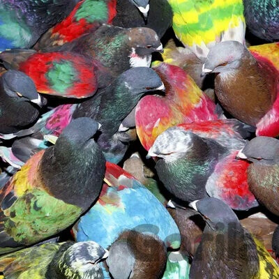 Blawan - SICKELIXIR CD