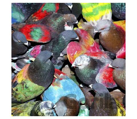 Blawan - SICKELIXIR CD