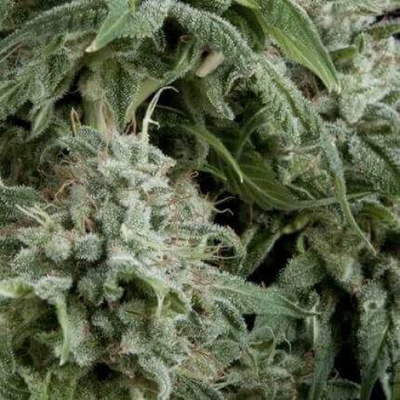 Pyramid Seeds Auto Northern Lights semienka neobsahujú THC 50 ks