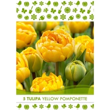 Royal De Ree Holland Květinové cibulky tulipán (Tulipa) ""Yellow Pomponette"" 5 ks