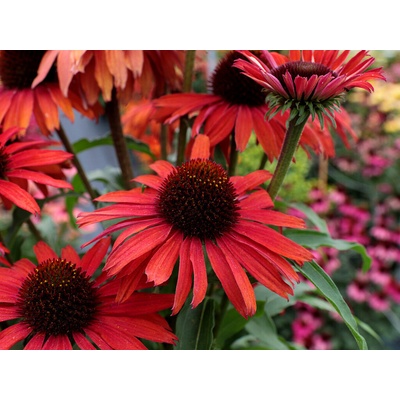 Echinacea purpurová Fountain Red