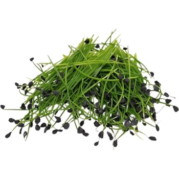 TINY GREENS Pór - BIO semienka na klíčenie a microgreens