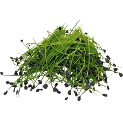 TINY GREENS Pór - BIO semienka na klíčenie a microgreens