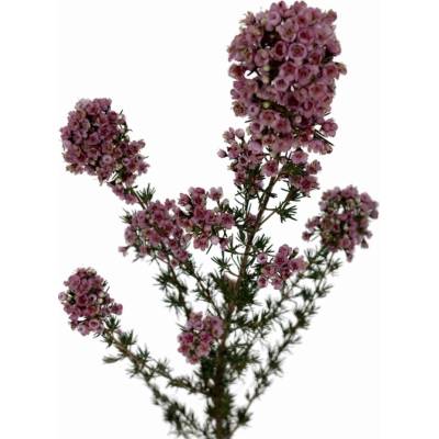 Florea Voskáč PADDYS PINK 70 cm / 40 g