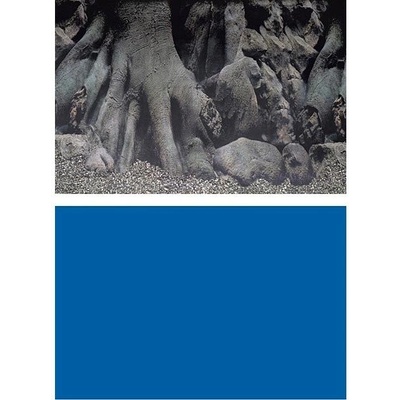 SuperFish Deco Poster D 60x30 cm