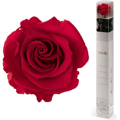 Dárková stabilizovaná růže - červená – Hledejceny.cz