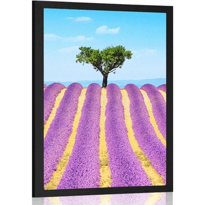 Plakát levandulové pole - 40x60 no frame