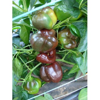 Paprika Ingrid - Capsicum annuum - Predaj semien - 40 ks