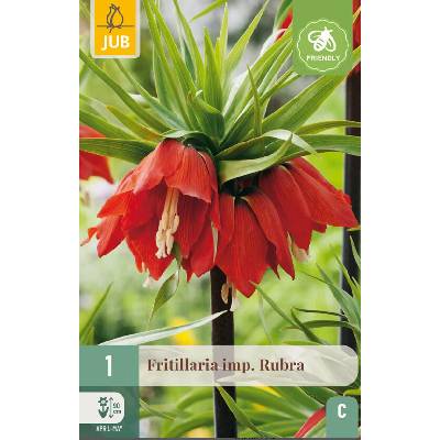 Maják Řepčík Fritillaria Imp.Rubra "C" 1 ks