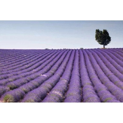 Dimex MA-5-0088 Samolepicí vliesová fototapeta na zeď Levandulové pole rozměry 375 x 250 cm