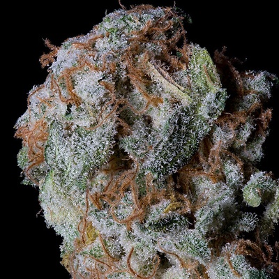 Big Head Seeds Sherbet Glue semienka neobsahujú THC 10 ks