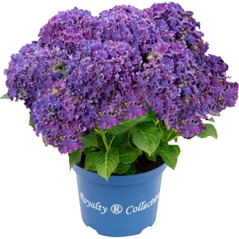 Royalty Collection® Curly Sparkle Purple Royalty Collection® Хортензия macrophylla