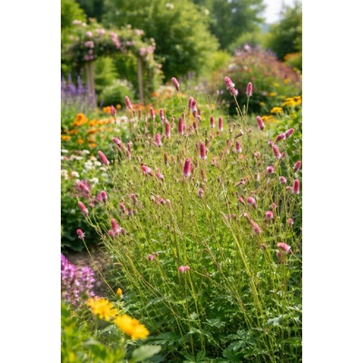 Krvavec 'Pink Tanna' 1 ks
