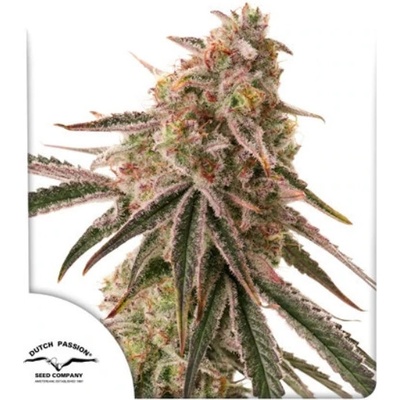 Dutch Passion Frozen Biscotti semena neobsahují THC 3 ks