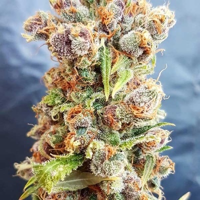 Freedom Of Seeds Romberry regular semena neobsahují THC 5 ks