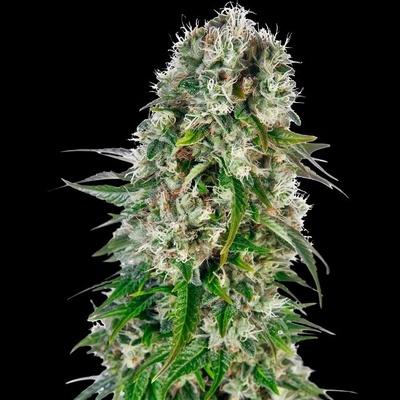 Sensi Seeds Big Bud Automatic semena neobsahují THC 5 ks