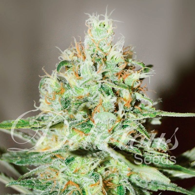 Delicious Seeds Jägg Kush semena neobsahují THC 1 ks