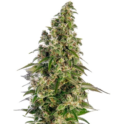 Sensi Seeds Afghani #1 Automatic semienka neobsahujú THC 10 ks