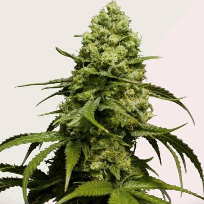 Kera Seeds Dutch Power semena neobsahují THC 5 ks
