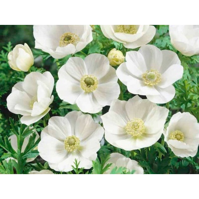 Veternica Coronaria Bride 15 ks v balení