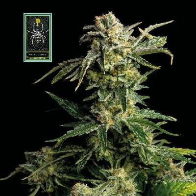 SEEDSMAN White Widow semena neobsahují THC 3 ks