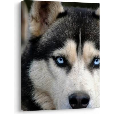 Obraz psa husky, jednodílný 30x40 cm – Hledejceny.cz